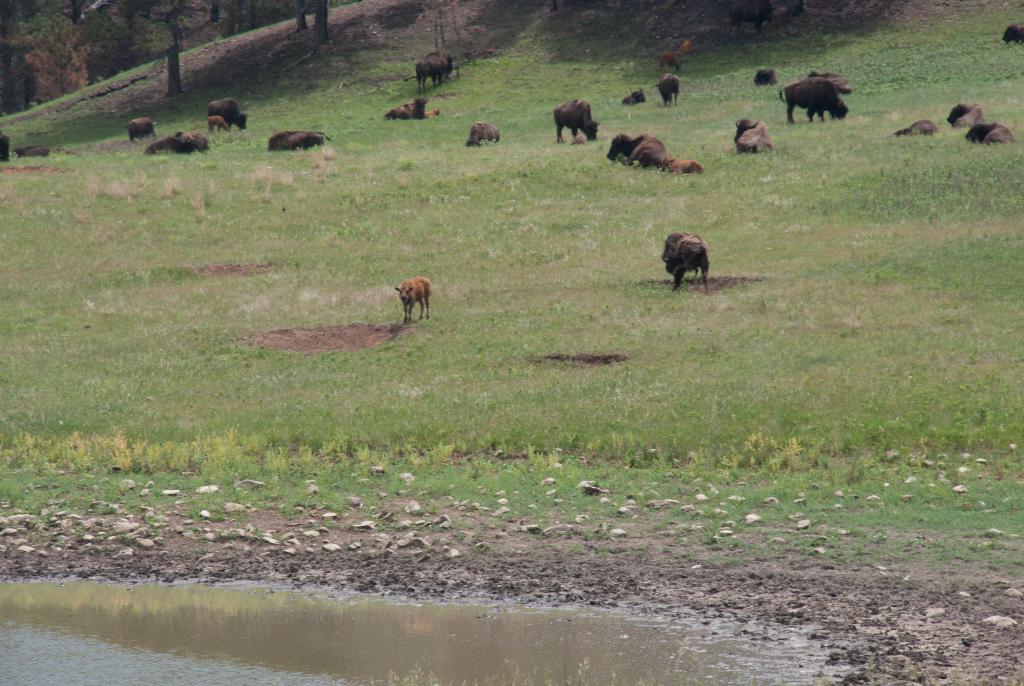 Bison at Custer National Park - Using postimage Shortcode